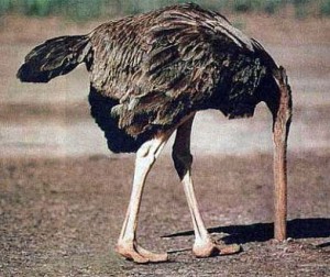 ostrich_head_in_ground_full